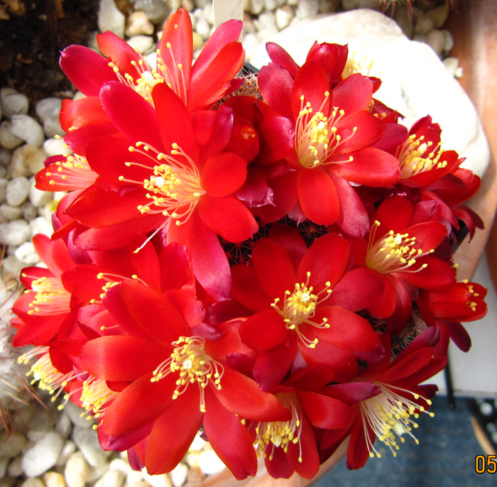 Rebutia kupperiana in full bloom